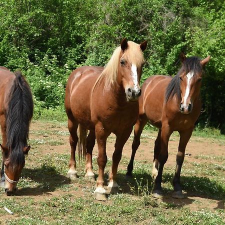 فيلا باليسترينافي Agriturismo Casale Pepe المظهر الخارجي الصورة